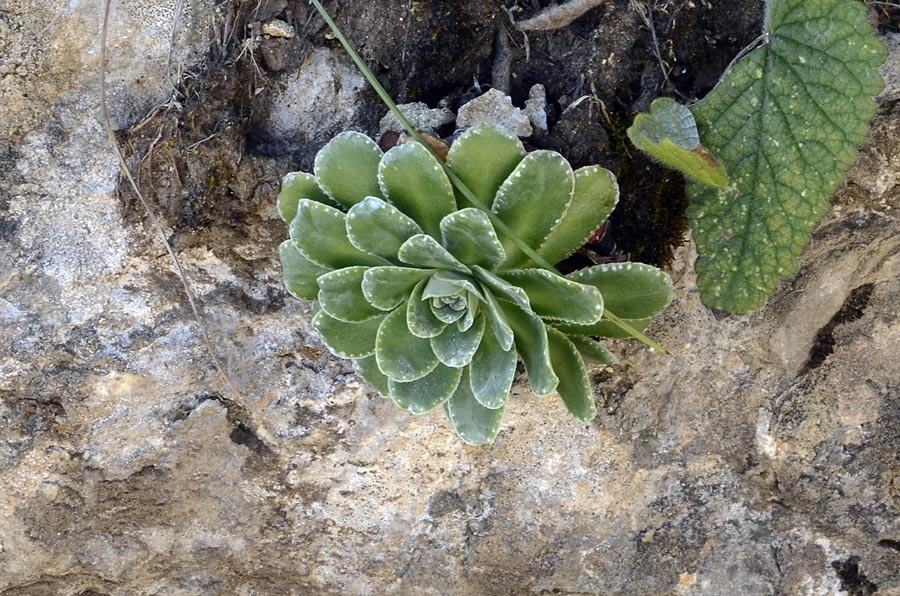 Rosetta di Saxifraga sp.